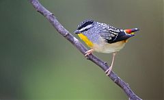 Spotted Pardalote